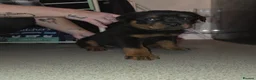 Rottweiler dogs for sale: Purebred Rottweiler Puppies ready to leave  - Advert 21