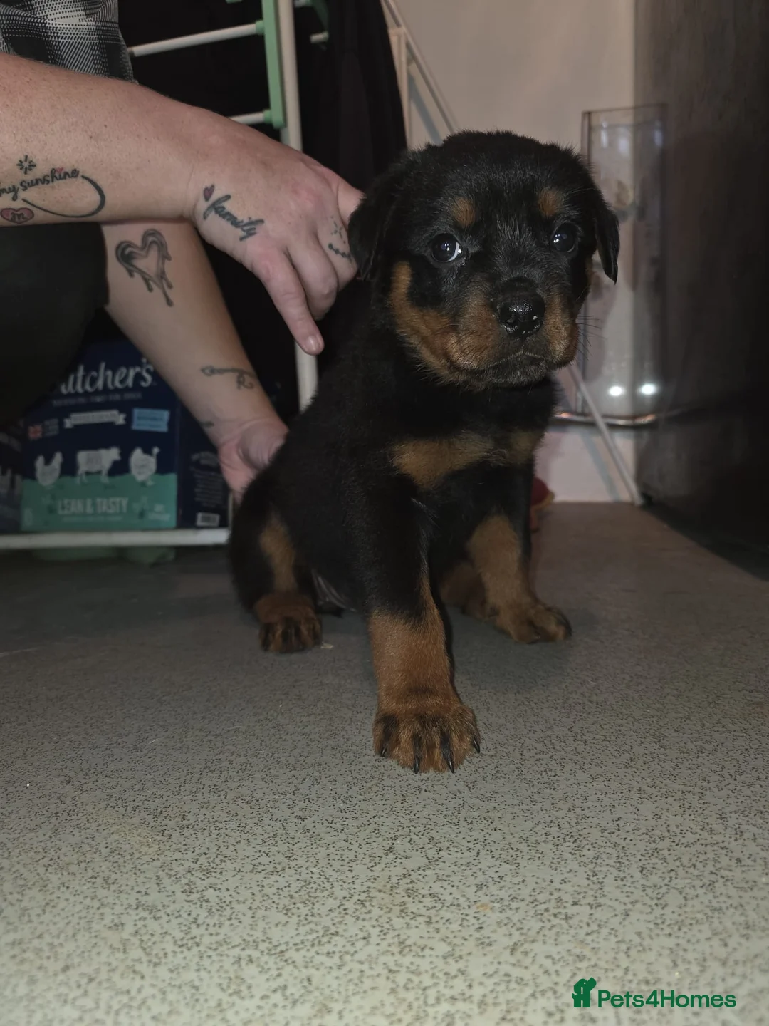 Rottweiler dogs for sale: Purebred Rottweiler Puppies ready to leave  - Advert 21