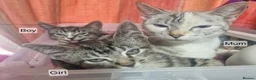 Mixed Breed cats for sale: Kittens - Advert 2