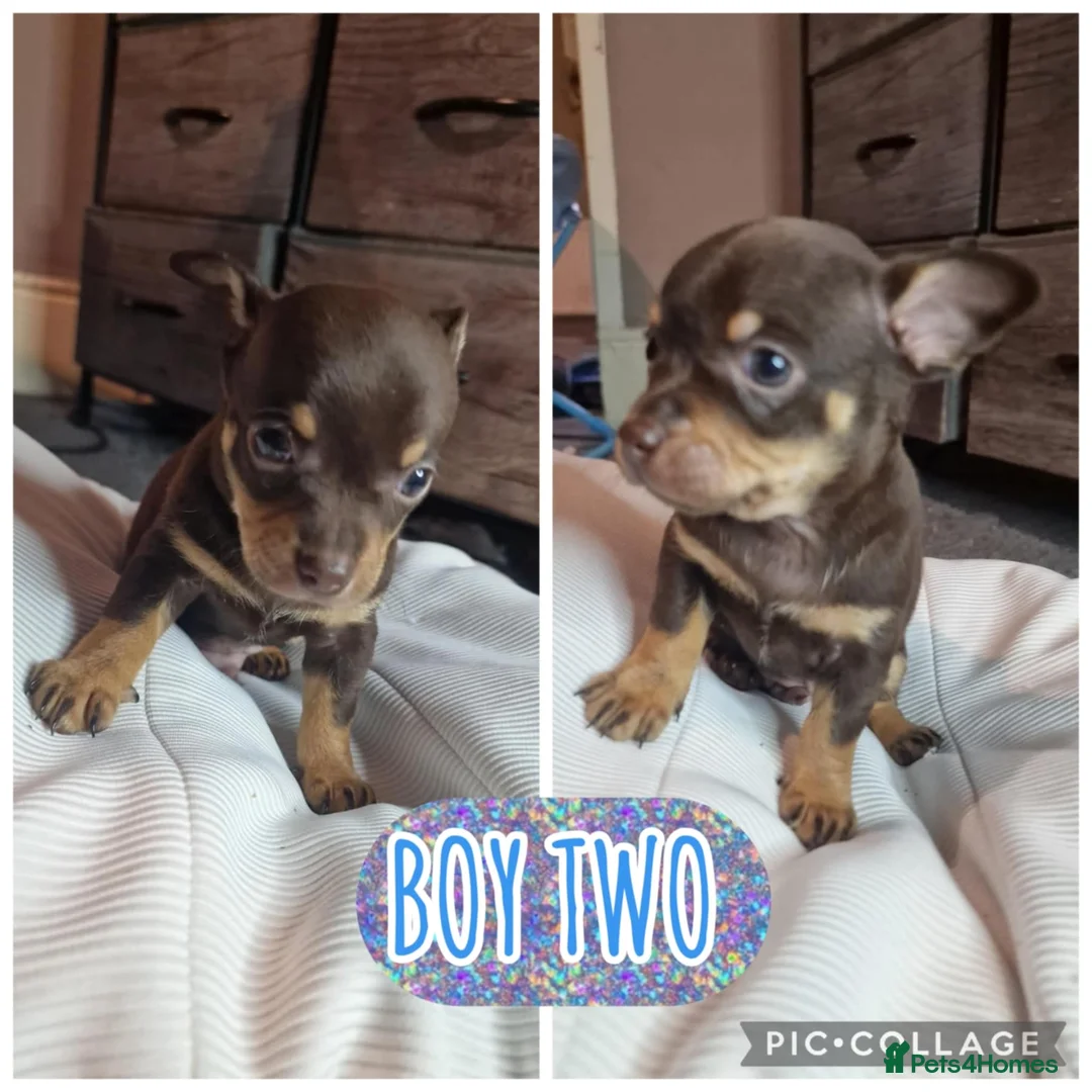 Chihuahua dogs for sale: Beautiful full breed chihuahua puppies 🐶 😍  - Advert 7