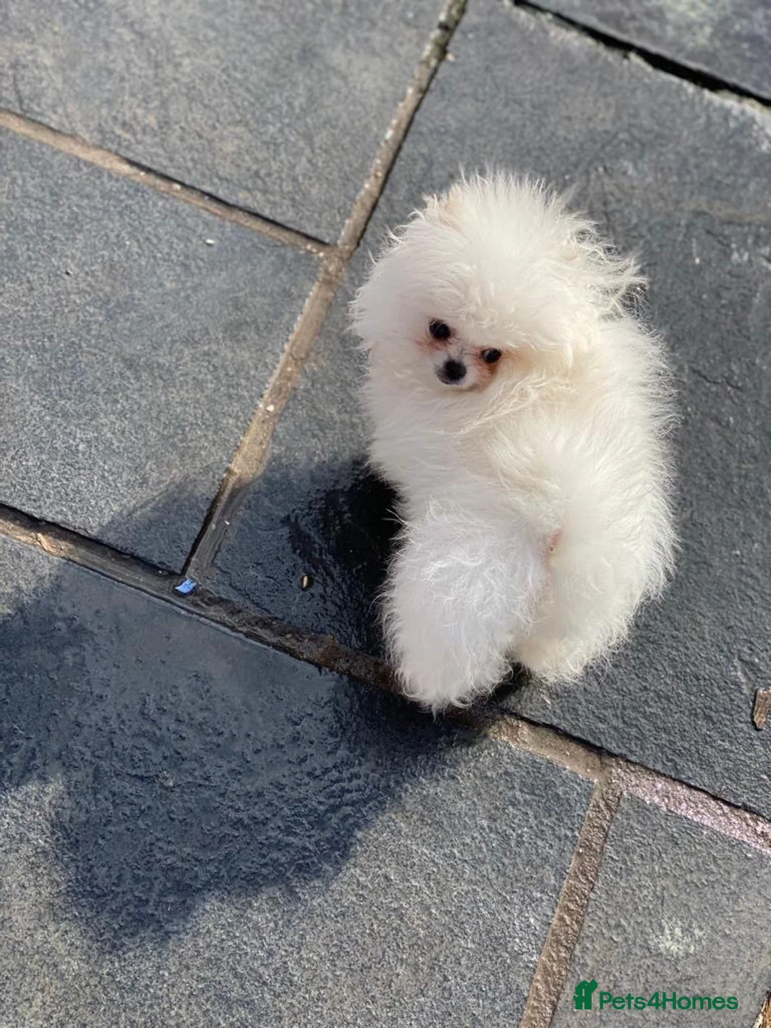 Pomeranian dogs for stud: White Pomeranian KC Registered CHAMPION Bloodlines in Manchester - Advert 10