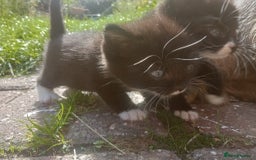 Mixed Breed cats for sale: 4 sweet happy tuxedo kittens - Image 14