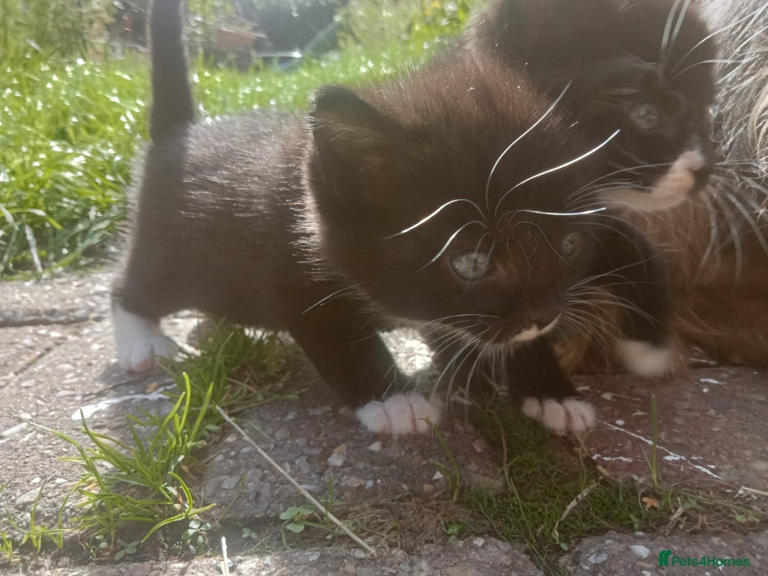 Mixed Breed cats for sale: 4 sweet happy tuxedo kittens - Image 14