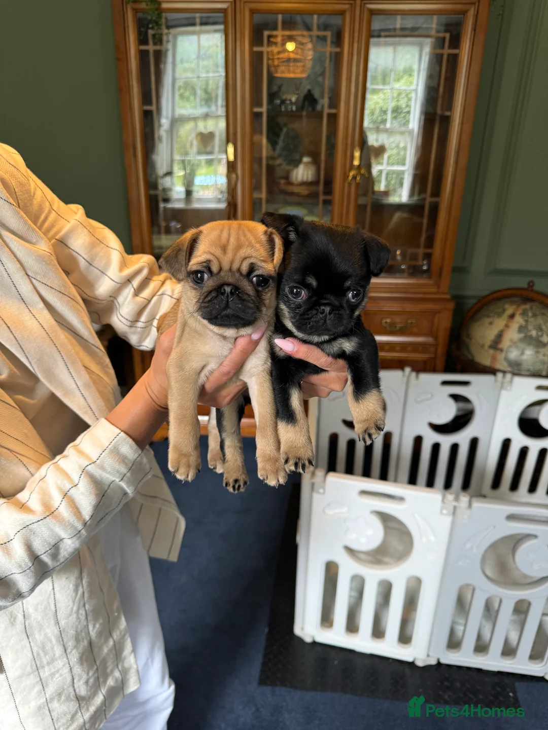 Pug dogs for stud: 🐶✨Quality Pug Stud Ready for the right match!✨🐶 - Advert 13