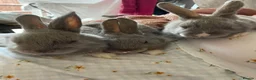 Netherland Dwarf rabbits for sale: Beautiful Bunnies  in Brentwood - Advert 2