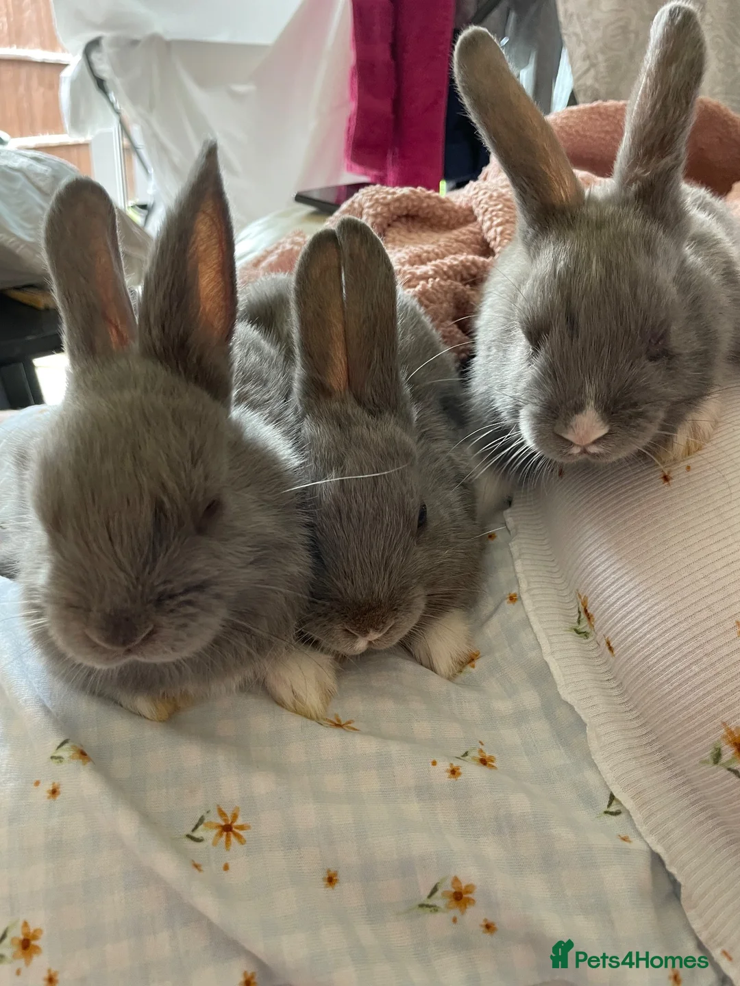 Netherland Dwarf rabbits for sale: Beautiful Bunnies  in Brentwood - Advert 2