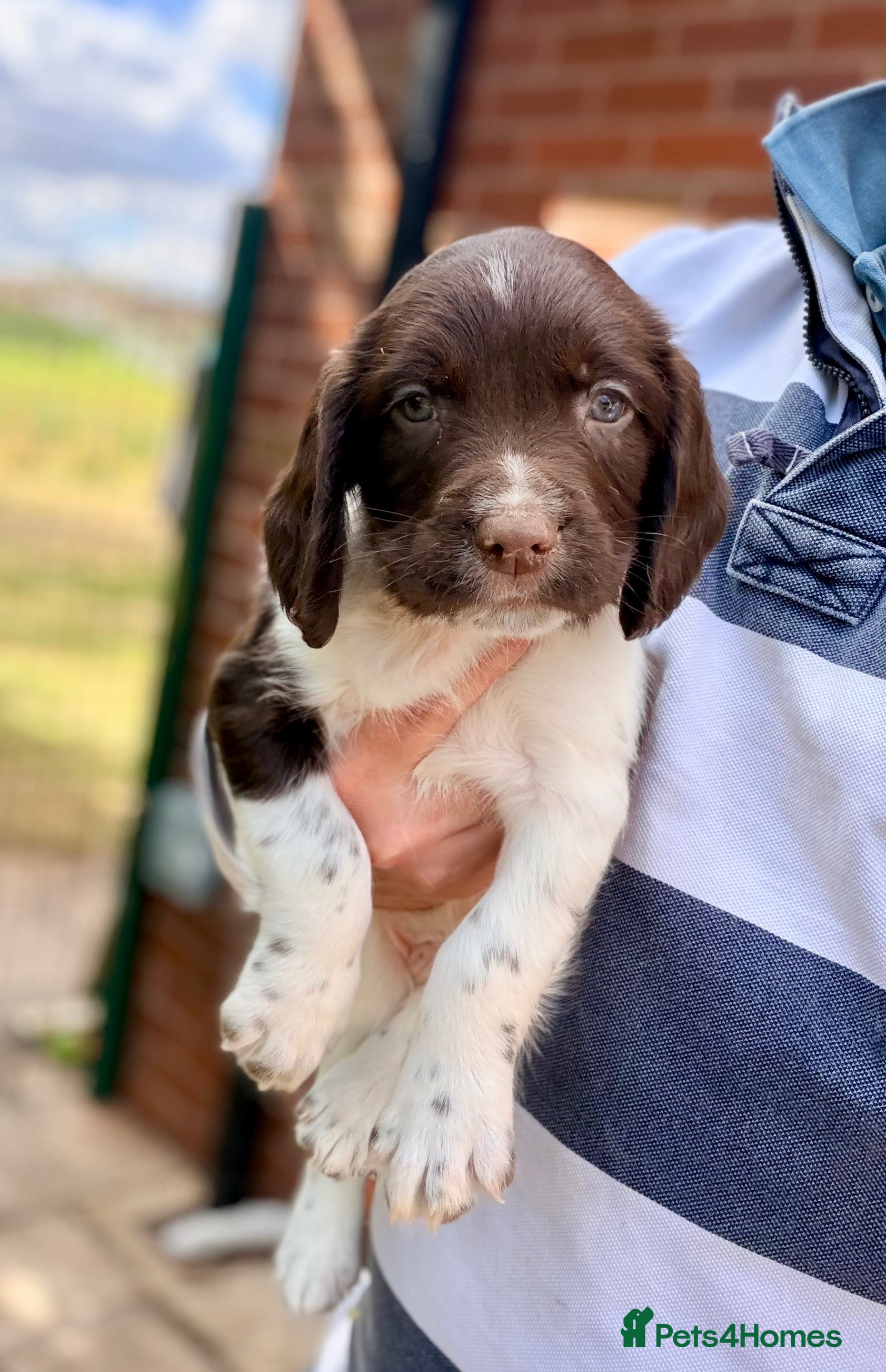 English Springer Spaniel dogs KC, Heath tested, Champion bred Springer Spaniels - Advert 2