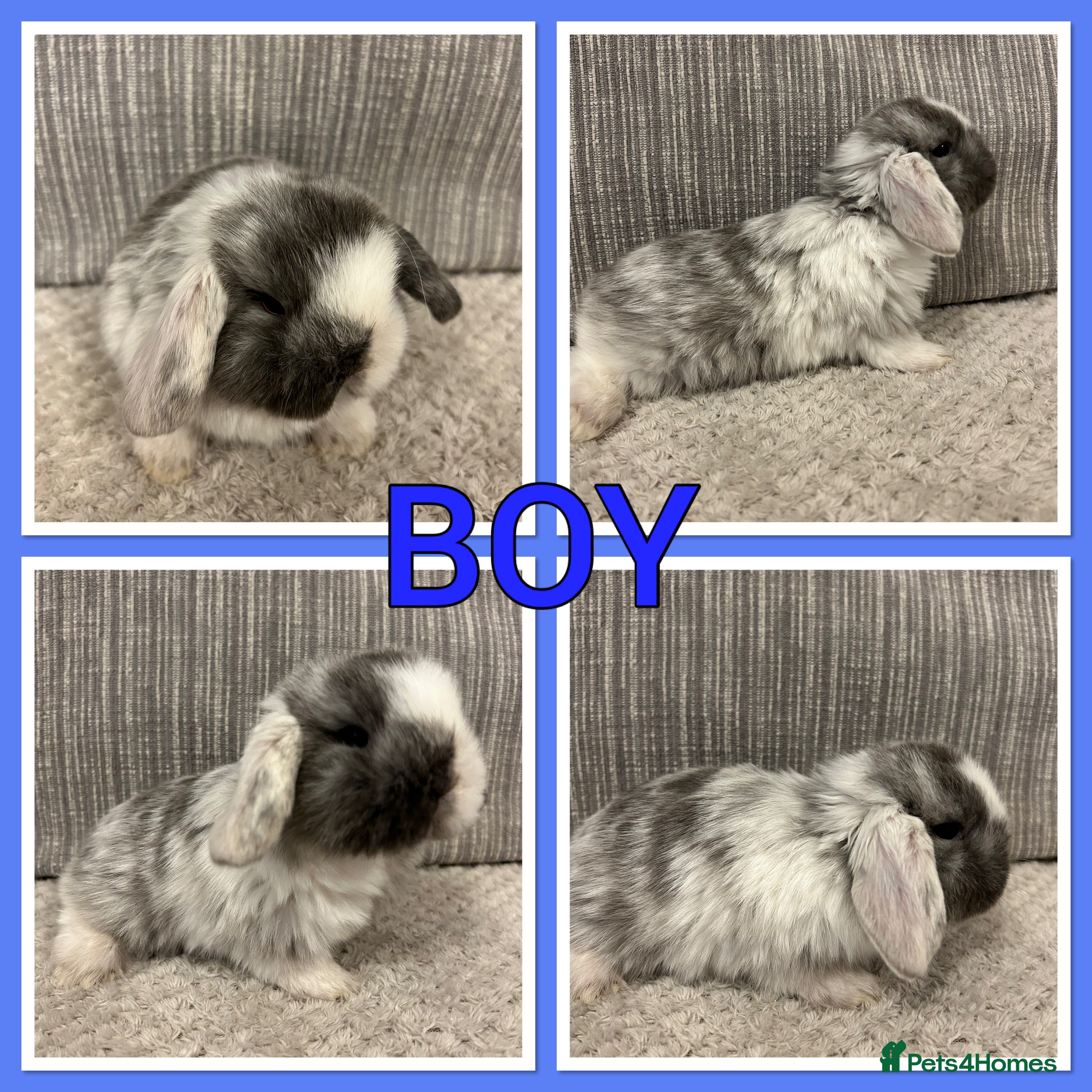 Mini Lop rabbits Pure mini lop babies  - Advert 1