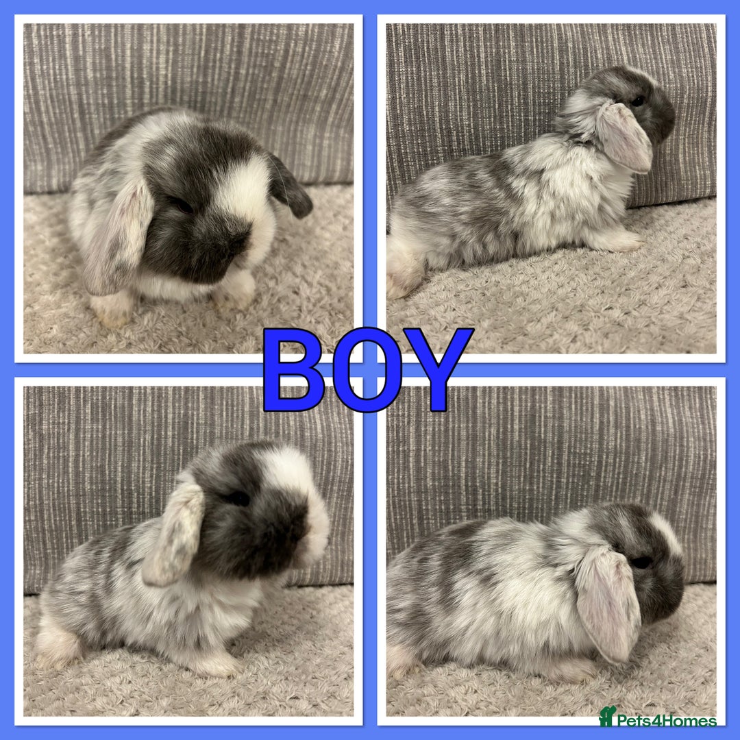 Mini Lop rabbits for sale: Pure mini lop babies  - Advert 1