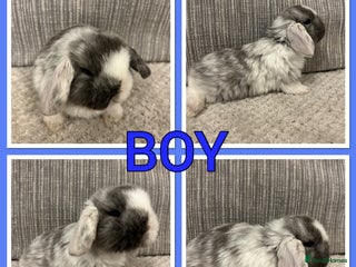 Mini Lop rabbits Pure mini lop babies - Advert 1