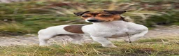 Jack Russell dogs for stud: Small Compact JRT at Stud.  - Advert 2