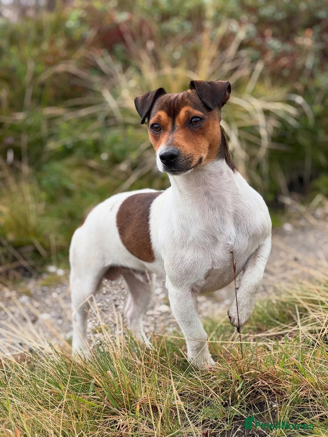 Jack Russell dogs for stud: Small Compact JRT at Stud.  - Advert 2