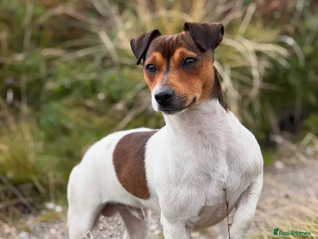 Jack Russell dogs for stud: Small Compact JRT at Stud. - Advert 2