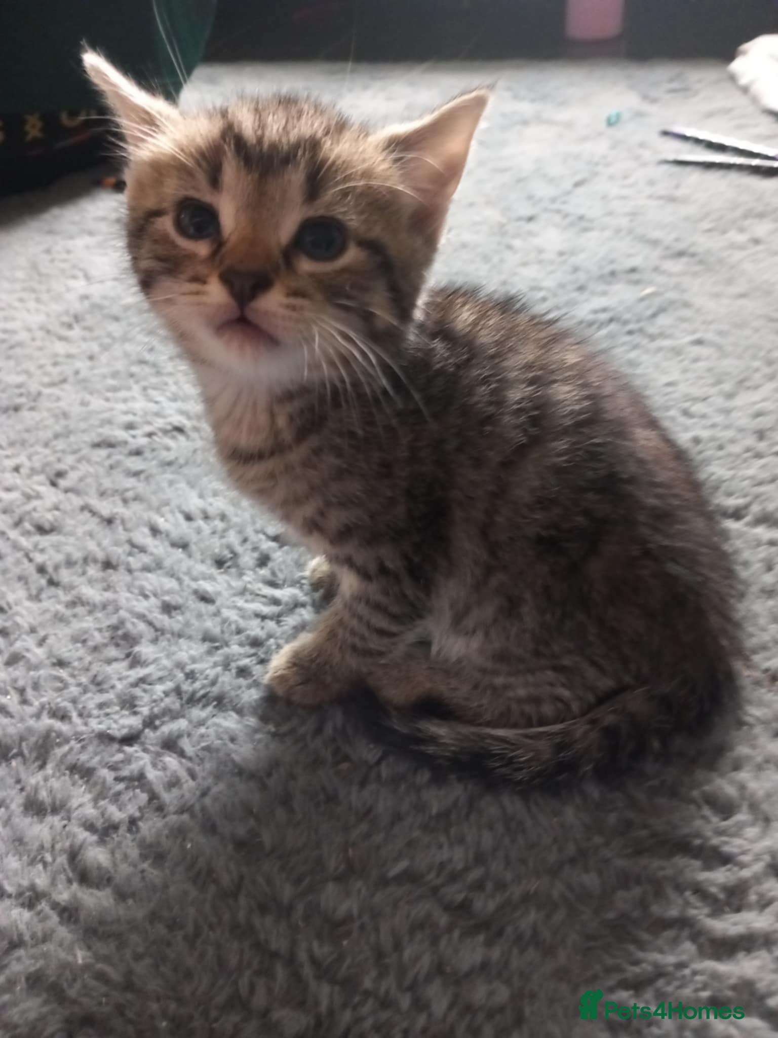Mixed Breed cats Make and female kitten - Advert 4