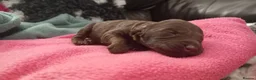 Cockapoo dogs for sale: Last stunning f2b Chocolate cockapoo boy - Advert 29