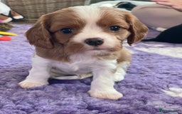 Cavalier King Charles Spaniel dogs for sale: Health Tested CKCS puppies  - Advert 1