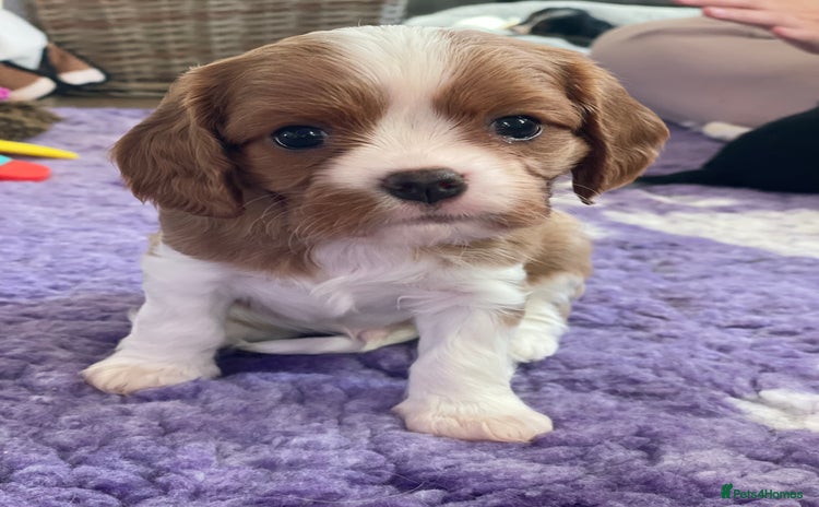 Cavalier King Charles Spaniel dogs Health Tested CKCS puppies  - Advert 13