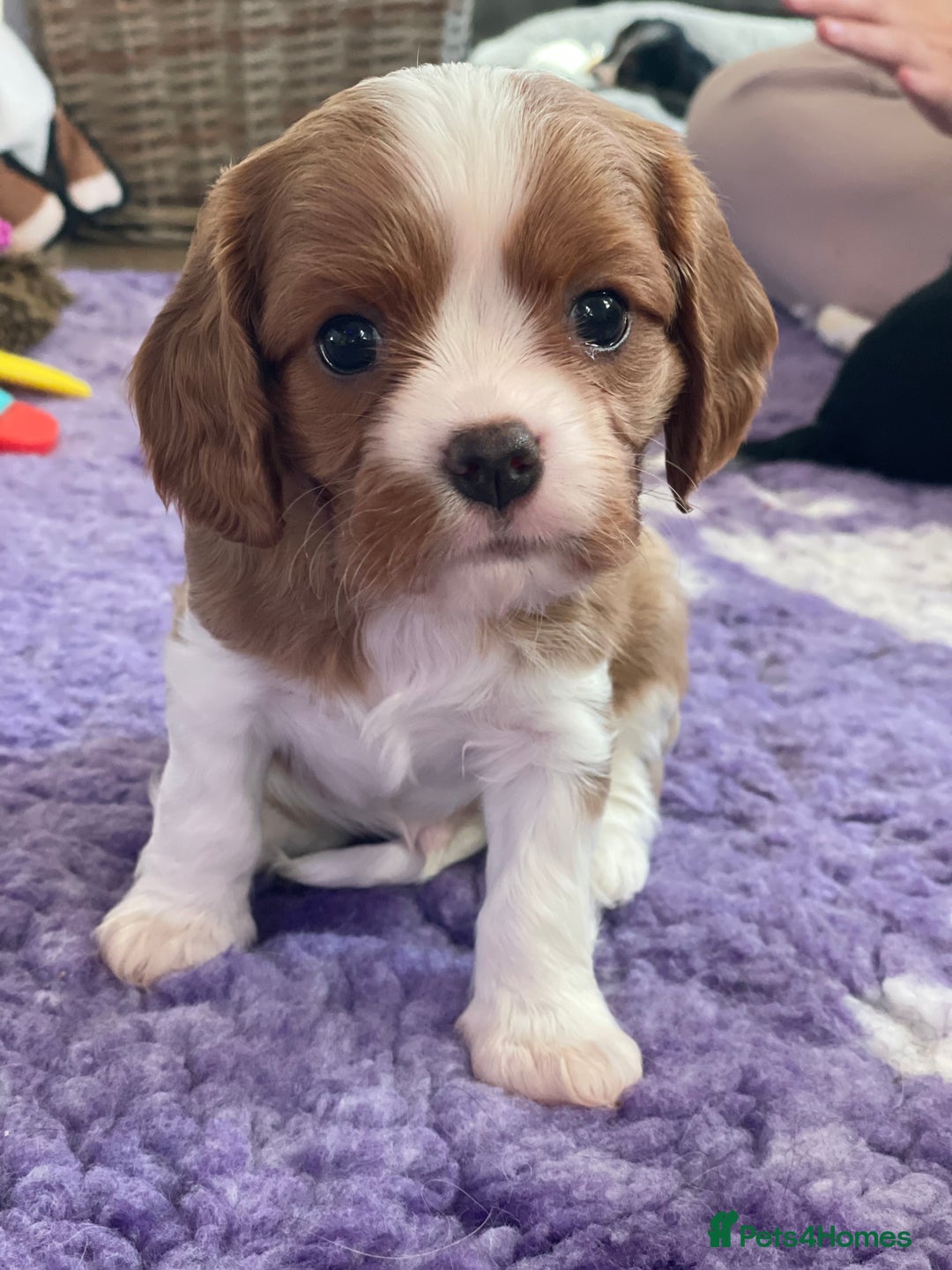 Cavalier King Charles Spaniel dogs for sale: Health Tested CKCS puppies  - Advert 1
