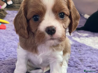 Cavalier King Charles Spaniel dogs Health Tested CKCS puppies - Advert 8