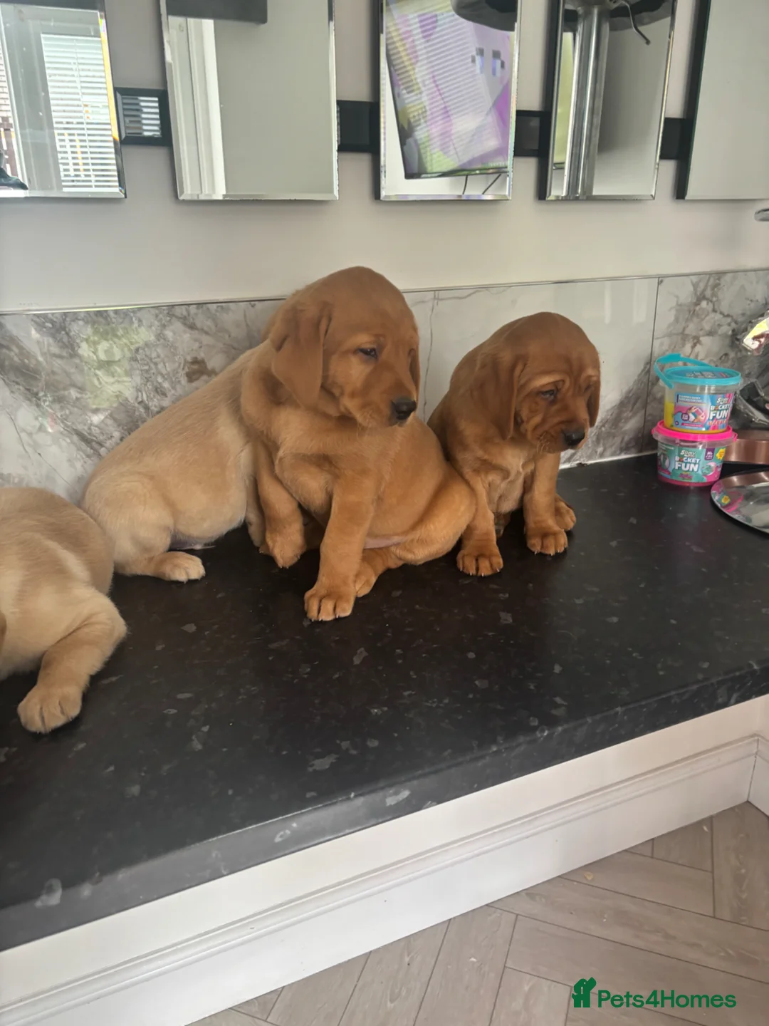 Labrador Retriever dogs for sale: (Fox red)Pure pedigree Labrador puppies - Advert 9