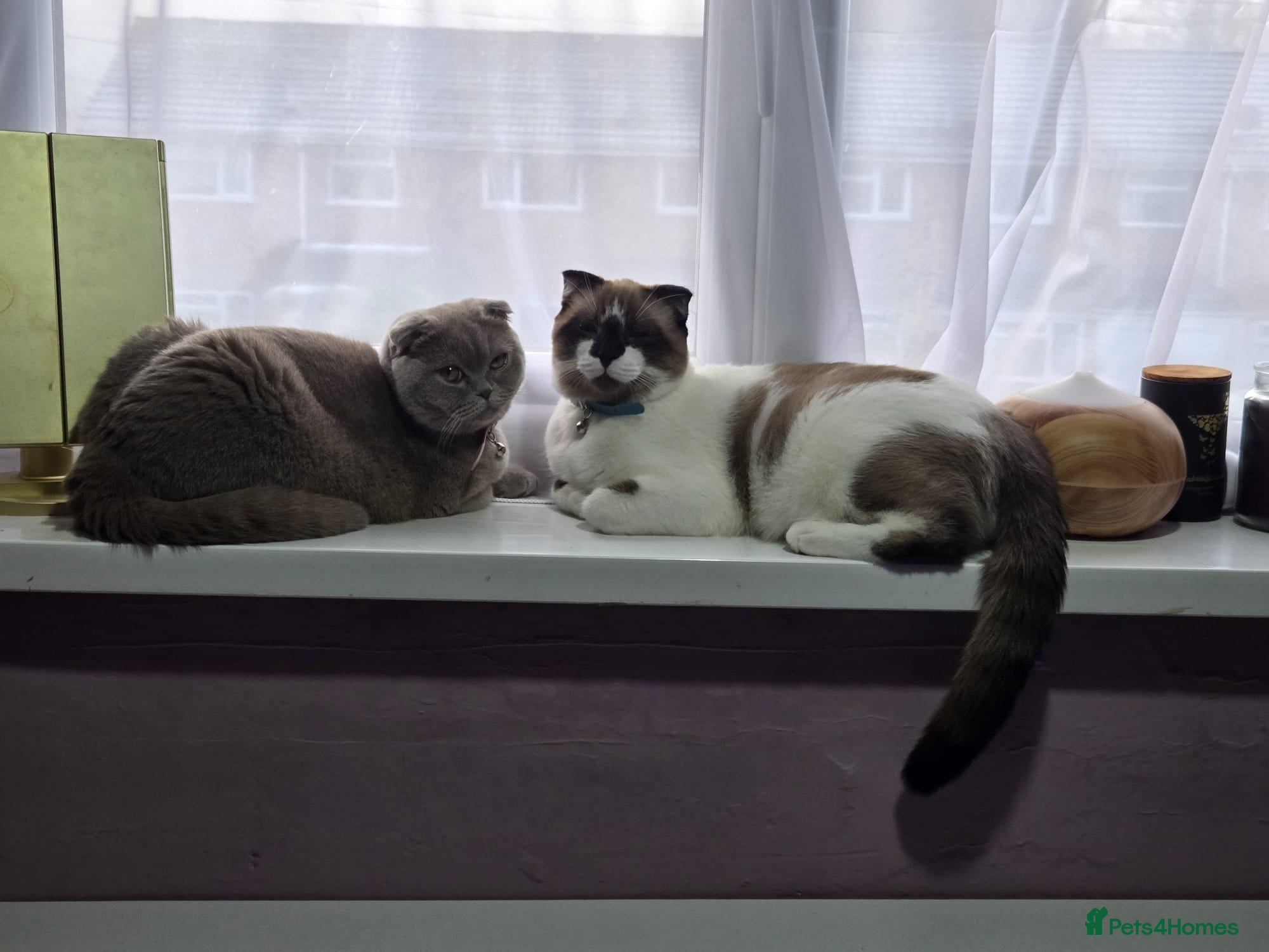 Scottish Fold cats Meet Your Future Cuddle Companion! 🐾  - Advert 2