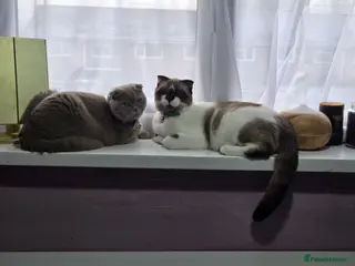 Scottish Fold cats Meet Your Future Cuddle Companion! 🐾 - Advert 2