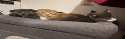 Scottish Fold cats for sale: 2 Scottish Fold Kittens - Advert 13