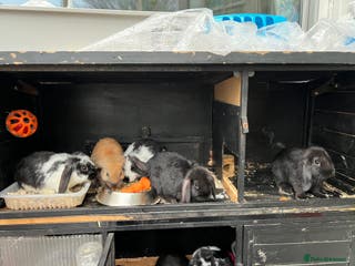 Mini Lop rabbits Mini lop - Advert 17