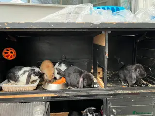 Mini Lop rabbits Mini lop - Advert 3