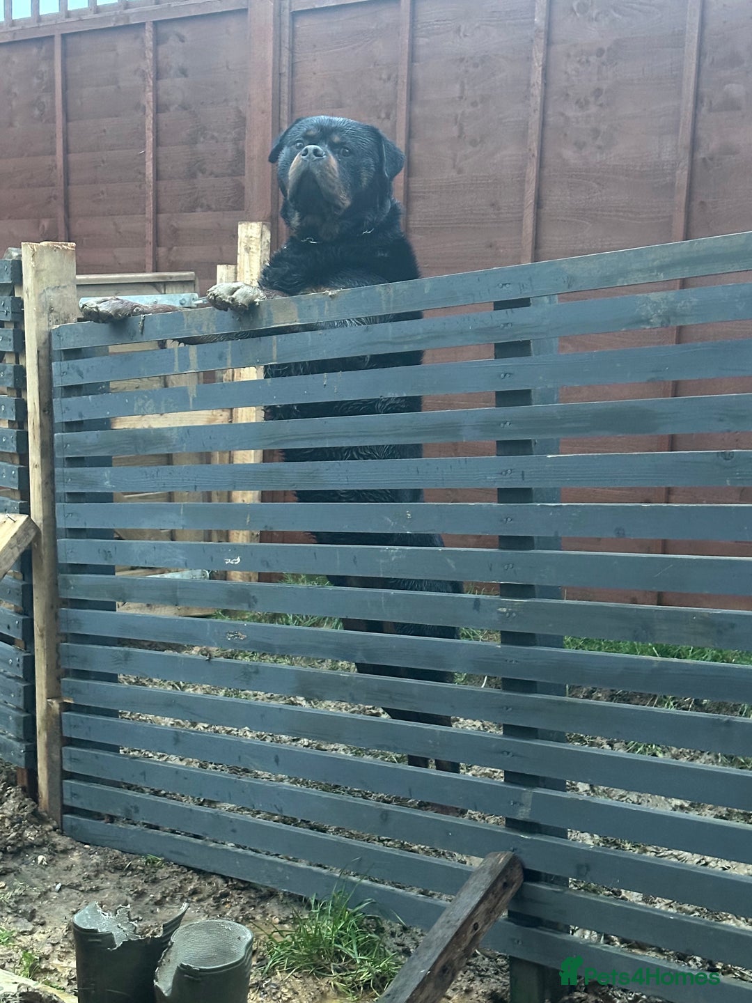 Rottweiler dogs for stud: Rottweiler  - Advert 3