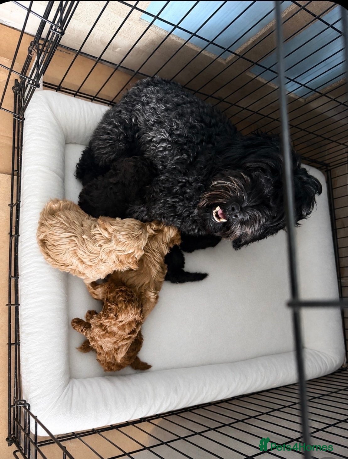 Cockapoo dogs Cockapoo F2b puppies  - Advert 1