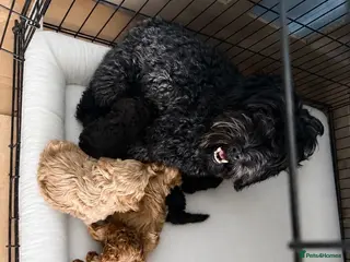 Cockapoo dogs Cockapoo F2b puppies - Advert 1