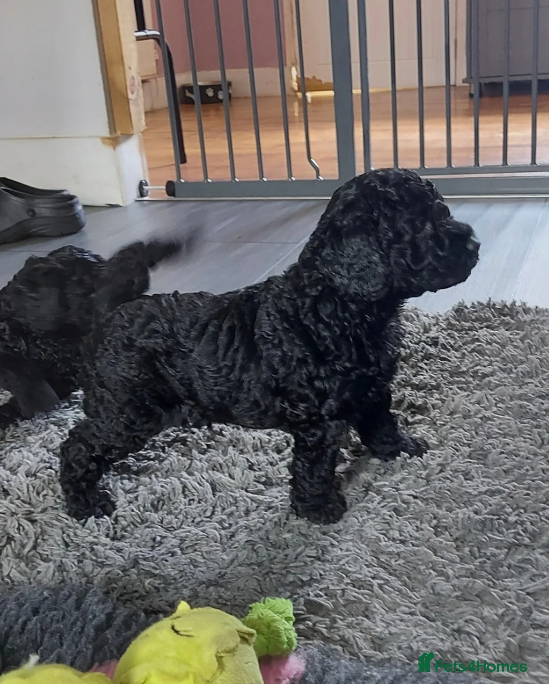 Toy Poodle dogs for stud: *Red Toy Stud Dog, KC Reg'd & DNA Tested Clear* in Leyland - Advert 17