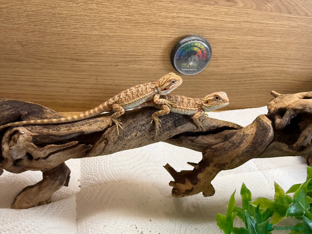 Bearded Dragon reptiles for sale: 🔥🔥🔥 BABY BEARDED DRAGONS 🔥🔥🔥 READY 2 GO 🔥🔥 - Image 12