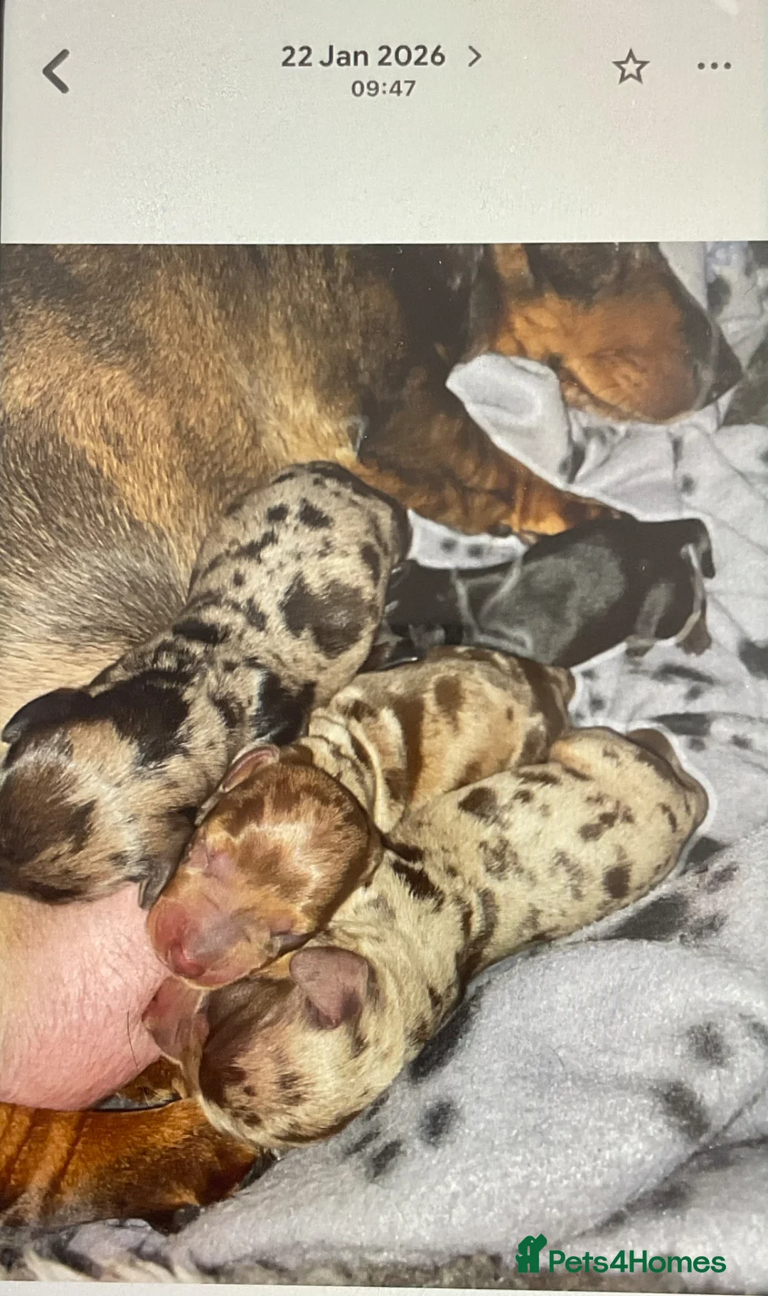 Miniature Dachshund dogs for sale: Miniature Dachshund (smooth) - Advert 2