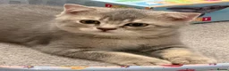 Scottish Fold cats for sale: TICA registered full pedigree Kittens - Advert 10