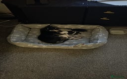 Mixed Breed dogs for sale: Jack Chi - Advert 4