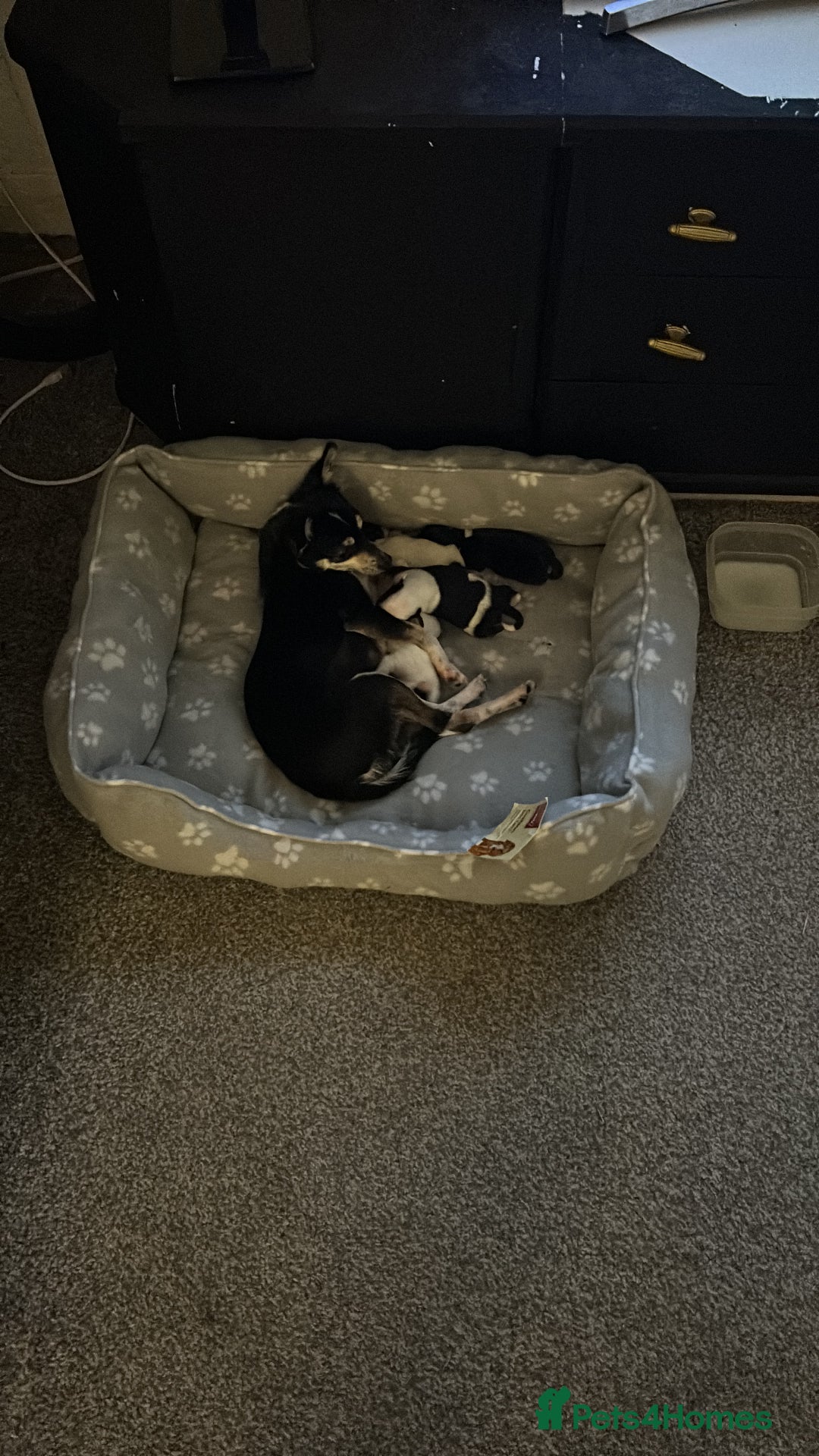 Mixed Breed dogs for sale: Jack Chi - Advert 4