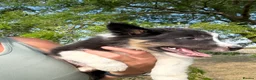 Border Collie dogs for sale: Beautiful Tri Border Collies looking for 5⭐️ homes - Advert 23