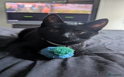 Mixed Breed cats for sale: New home ASAP - Image 2