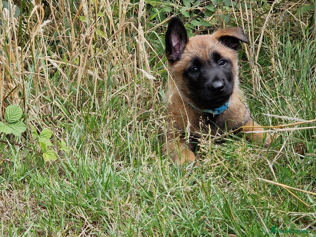 Belgian Shepherd Dog dogs for sale: Malinois Puppy for Sale - Pure, Healthy, KC Regist - Image 9