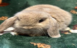 Mini Lop rabbits for sale: Beautiful True to Type Baby Mini Lops  - Image 4