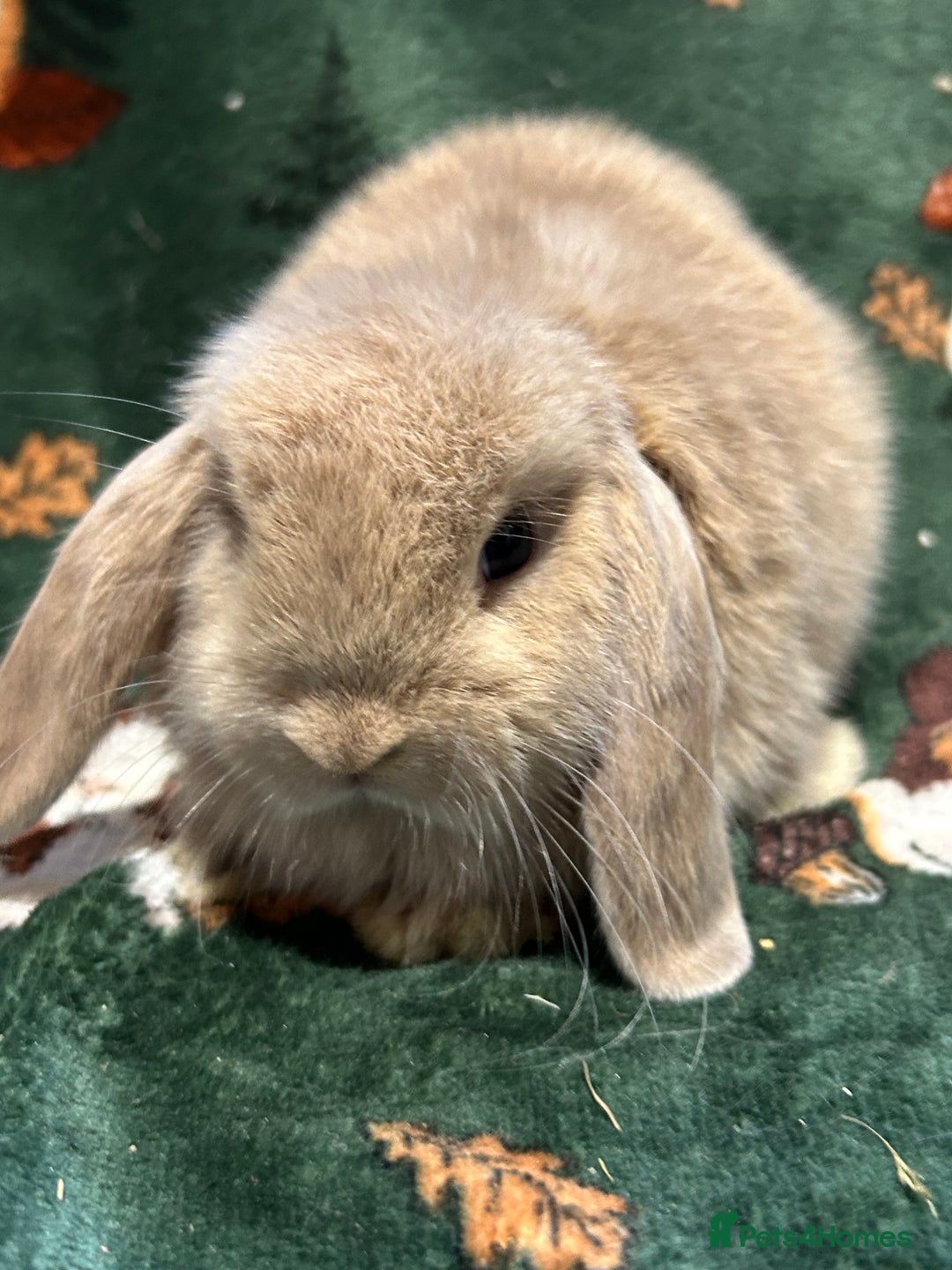 Mini Lop rabbits for sale: Beautiful True to Type Baby Mini Lops  - Image 4