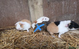 Guinea Pig rodents for sale: Young guineapigs  - Image 1