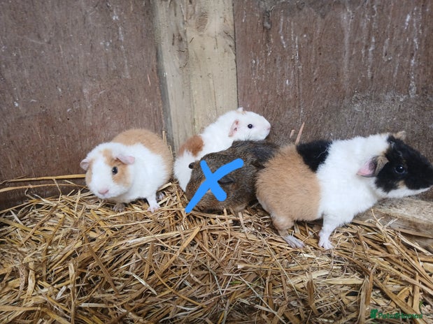 Guinea Pig rodents - Advert 3