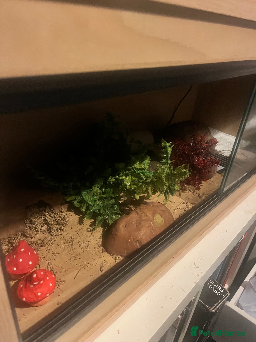 Leopard Gecko reptiles for sale: Leopard gecko for sale - Image 2