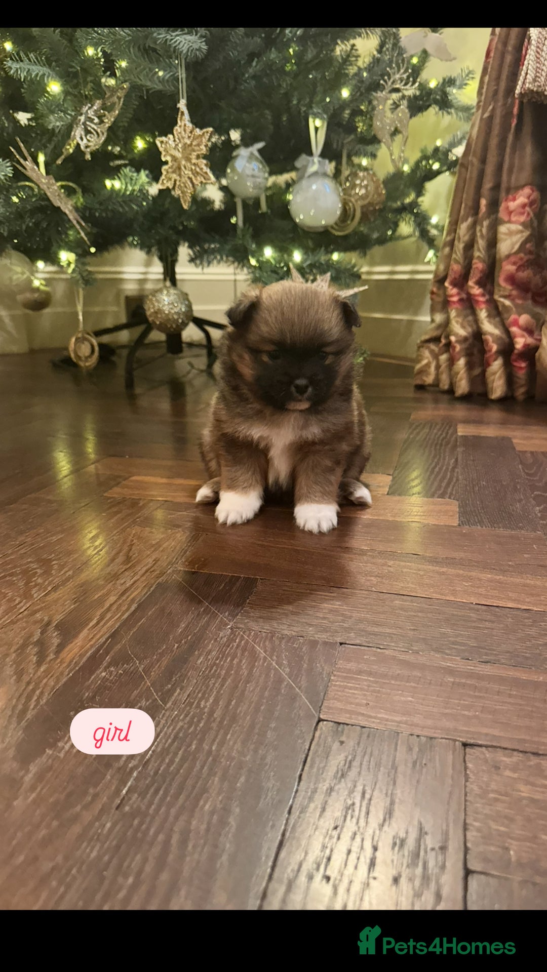 Pomsky dogs for sale: Pomsky Pups  - Advert 5