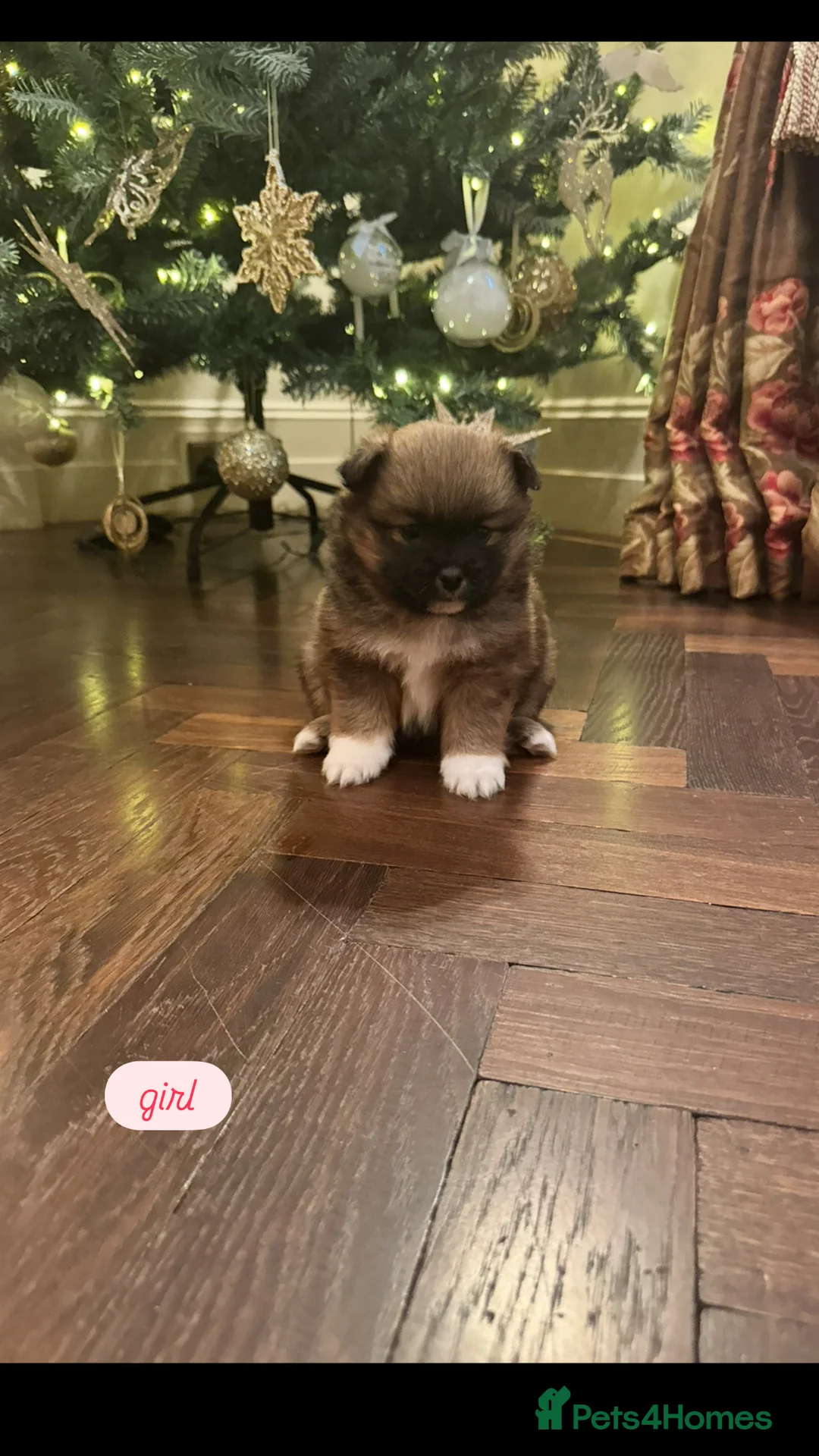 Pomsky dogs for sale: Pomeranian Pups  - Advert 4
