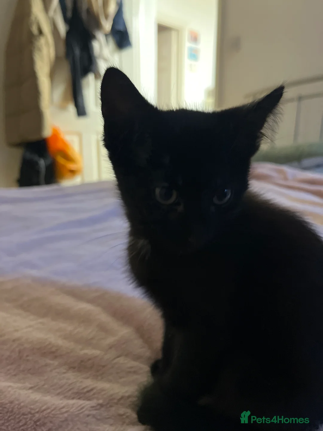 Mixed Breed cats for sale: 5 male kittens ready to find their forever homes.  - Advert 2