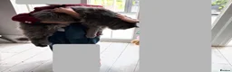 Maine Coon cats for sale: Tica Registered 5 Russian Mainecoon  - Advert 3